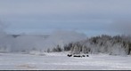 Bison in the Mist