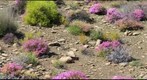 Flowers in the Tanqua Karoo, South Africa