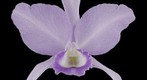 Fine Art Orchid Print: Cattleya Portia Var. Coerulea 'Sir Jeremiah Colman - Bloom