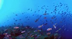 Creole Wrasse on Mystery Reef