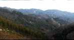 Forest in Chalkidiki