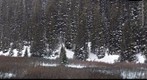 Moose in Colorado in Winter