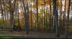 Back Yard in Autumn