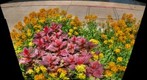 City Flower display