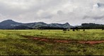 Mlilwane Wildlife Sanctuary - Grazing Animals