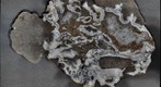Volcaniclastic Breccia from Mount St. Helens