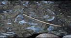 Fossil