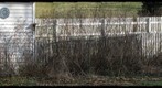 My Bare Backyard