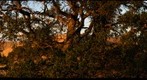 Del Valle Sunset