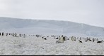 Penguins at Windy Creek