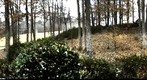 Piper Glen No 7