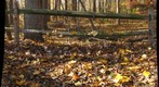Backyard Fence