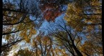 Fall Forest Canopy
