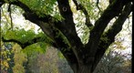 Avery Tree