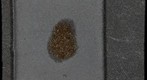 Reticulite