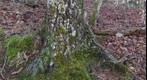 Forest Closeup