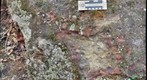 Brachiopod Body Fossils in the Ridgeley Sandstone, LaVale, MD