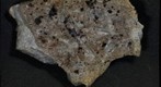 Sphalerite on Fossiliferous Chert
