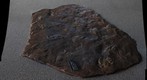 Therapod Tracks