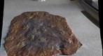 Therapod Tracks 2