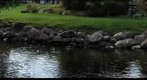 Millpond Park 2 - Fenton Michigan
