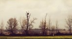 Os Campos