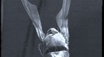 Hawaiian Picture-Wing Fly