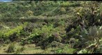 koloa pic #2
