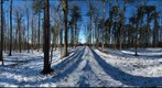 Dairy Bush GigaPan - 179 – February 06 2013 