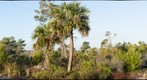 Savannas Preserve Scrub 1