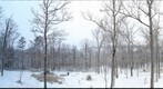 Front Yard, February 8, 2013