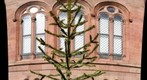 Monkeypuzzle tree, Haupt Gardens, Smitsonian Castle, Washington, DC