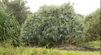Dr. Seuss tree in Kahanu Garden