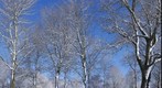 WinterSundaymorning in a park in Haarlem-2