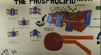 Phospholipid Layer