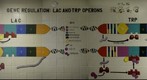 Gene Regulation