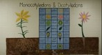 Monocotyledons & Dicotyledons