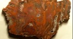 Arizona Petrified Wood Polished Slab