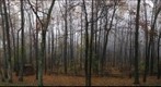 Backyard in the Mist