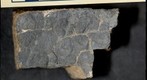 Ediacaran Microbial Mat: "Elephant Skin" Texture