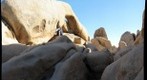 Joshua Tree Arch