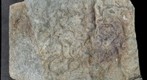 Ediacaran Burrows