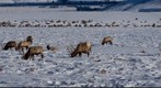 Yellowstone Elk