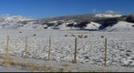 Yellowstone - Elk