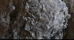 Seychelles ancient Coral or fossil?