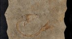 Eocene-Age Fish from the Green River Formation
