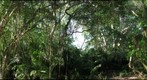 Jungle 