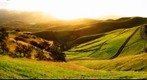 Gold and Green