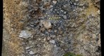 "Breccia Wall," Antietam Formation, SE Boyce quadrangle, Virginia