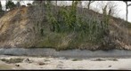 Calvert Formation, Scientists' Cliffs, Maryland (#1 of 8)